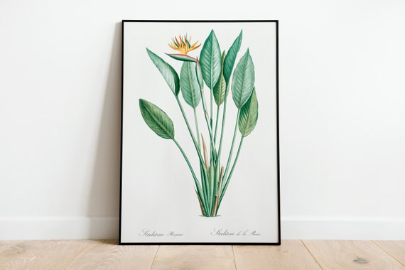 Bird Of Paradise Botanical Art Print, Vintage