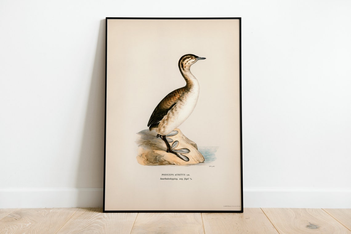 Horned Grebe Young Waterbird Vintage Bird Illustration Poster