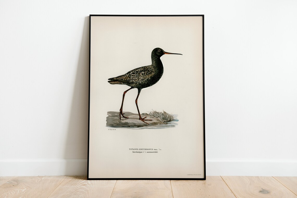 Spotted Redshank Shorebird Vintage Bird Illustration Archival Poster