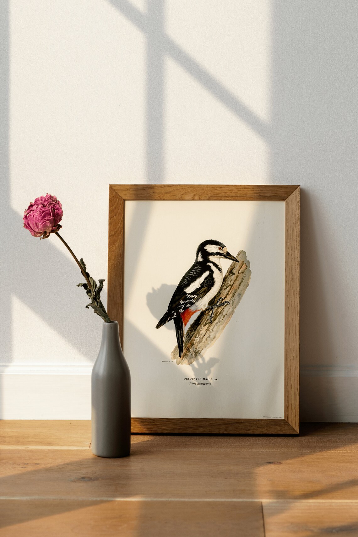 Great Spotted Woodpecker Female, Vintage Nature Poster - Image 4