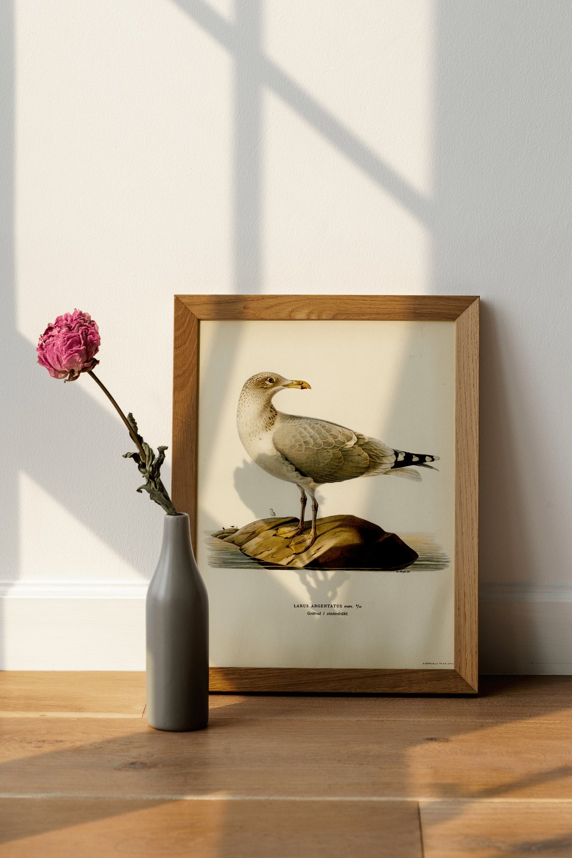 Classic Herring Gull Vintage Ornithological Illustration Poster - Image 4