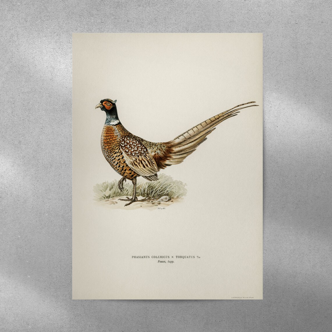 Pheasant Male Bird Vintage Nature Art Print - Image 4