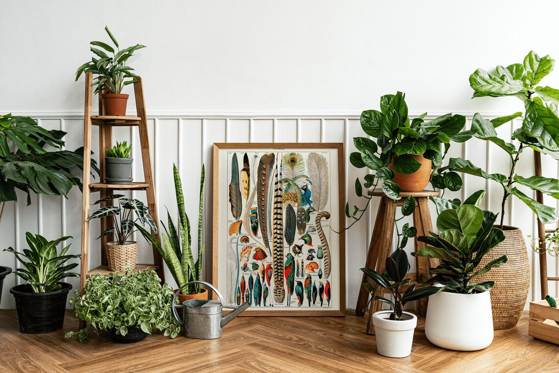 Plumes Vintage French Feather Chart Natural History Bird Wall Poster - Image 3