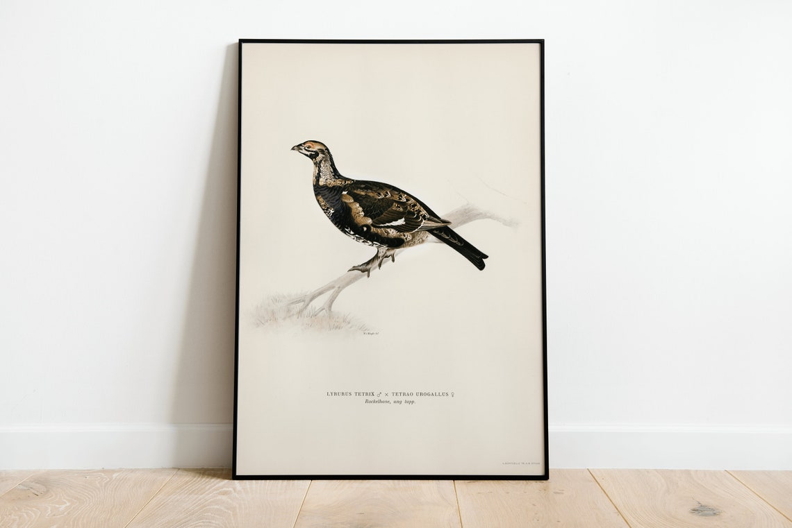 Black Grouse Hybrid Game Bird Vintage Illustration Archival Poster