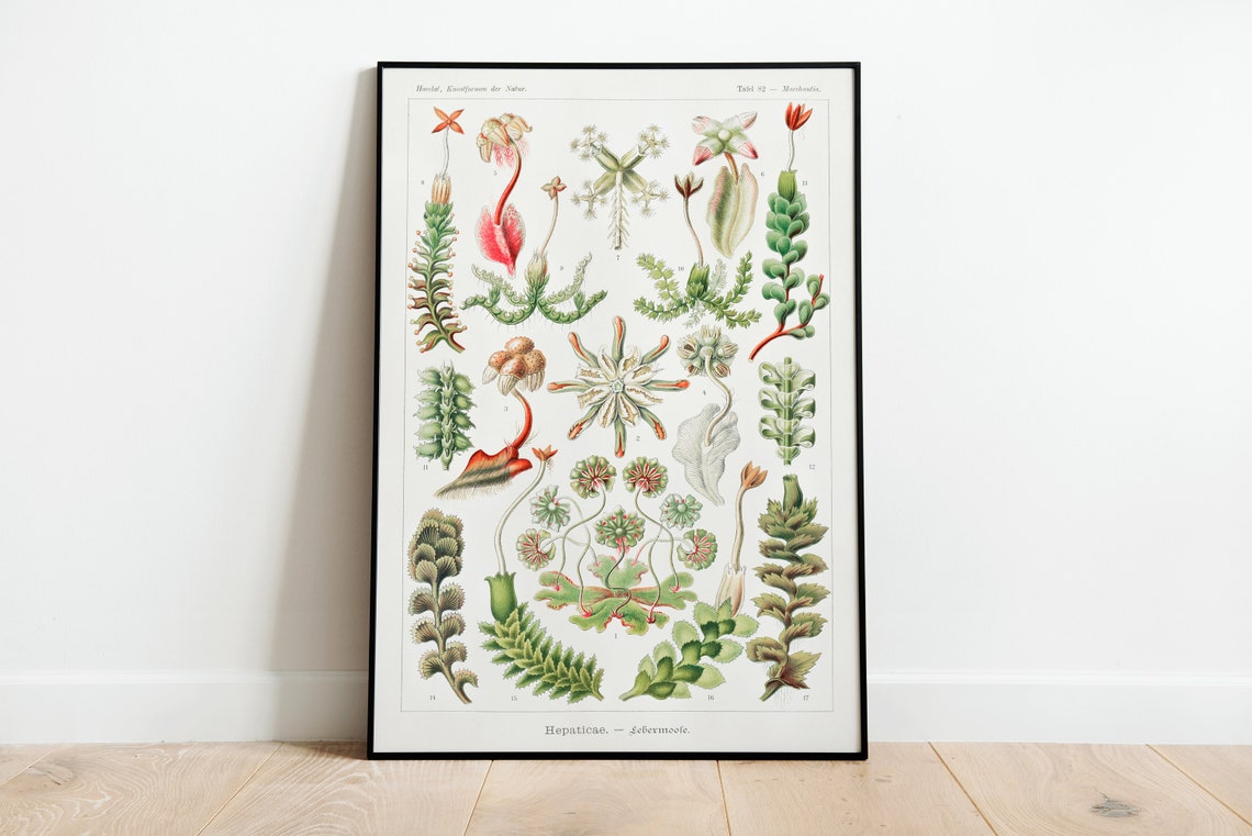 Ernst Haeckel Hepaticae Liverworts Botanical Plate Vintage Art Print