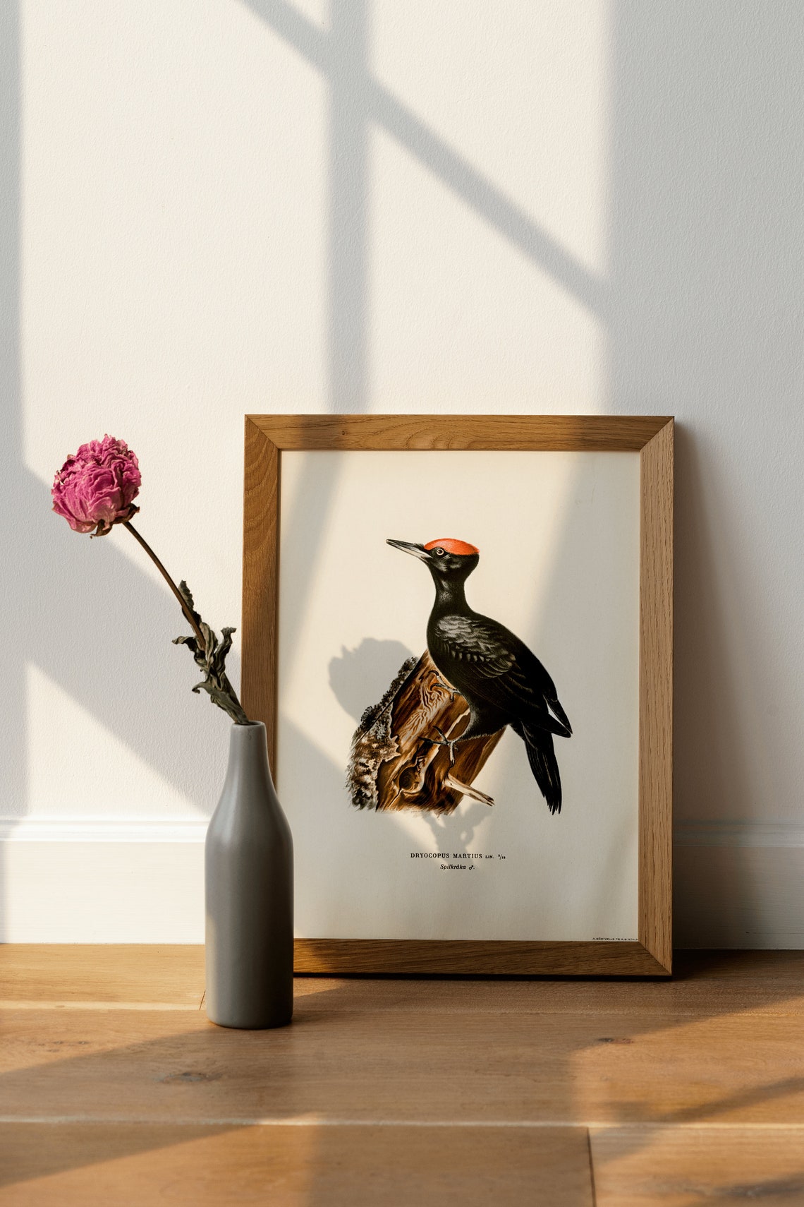 Black Woodpecker Vintage Ornithological Bird Illustration Poster - Image 4