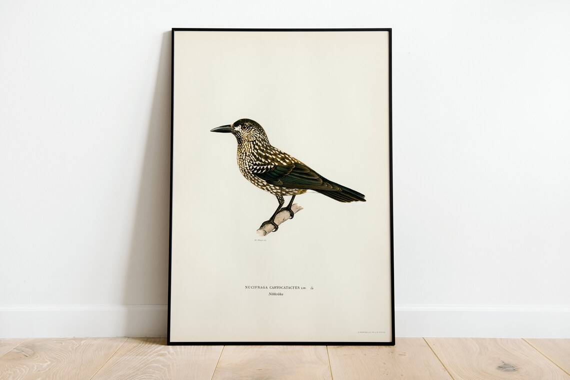Spotted Nutcracker Vintage Bird Illustration Natural History Art Poster
