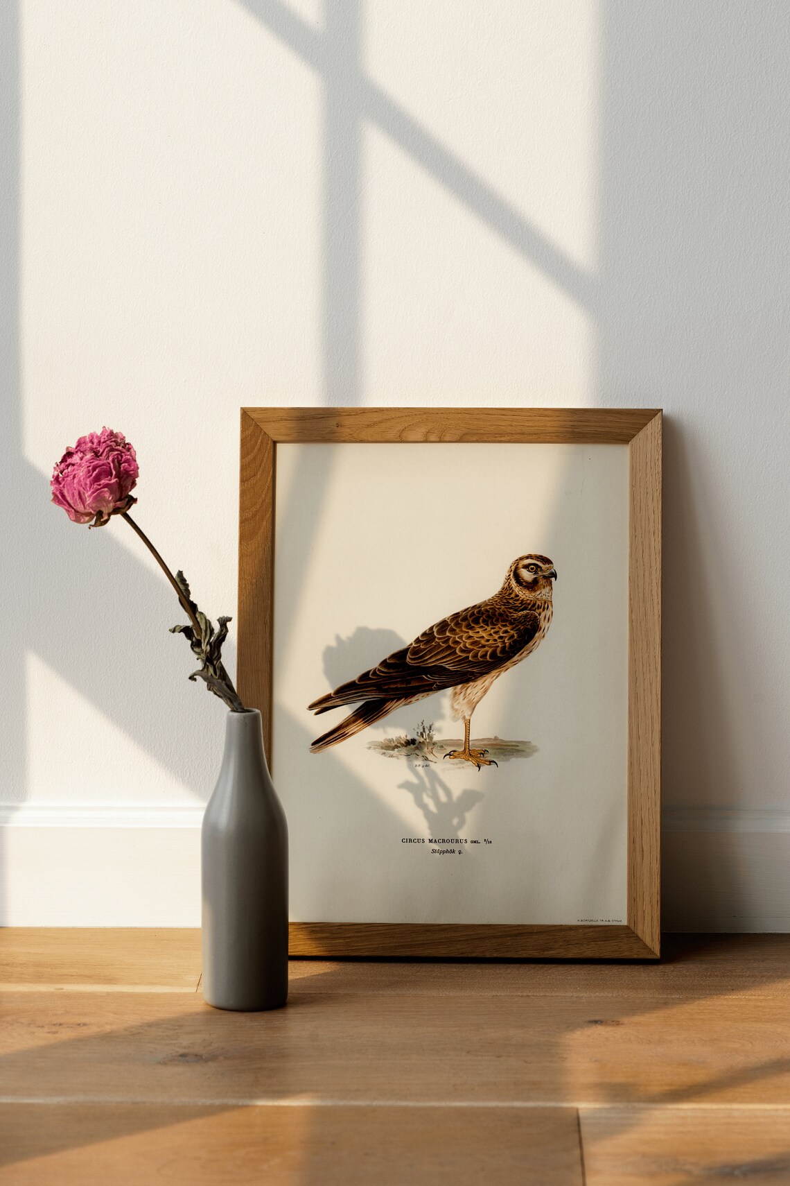 Pallid Harrier Female Bird of Prey Art Print - Image 4