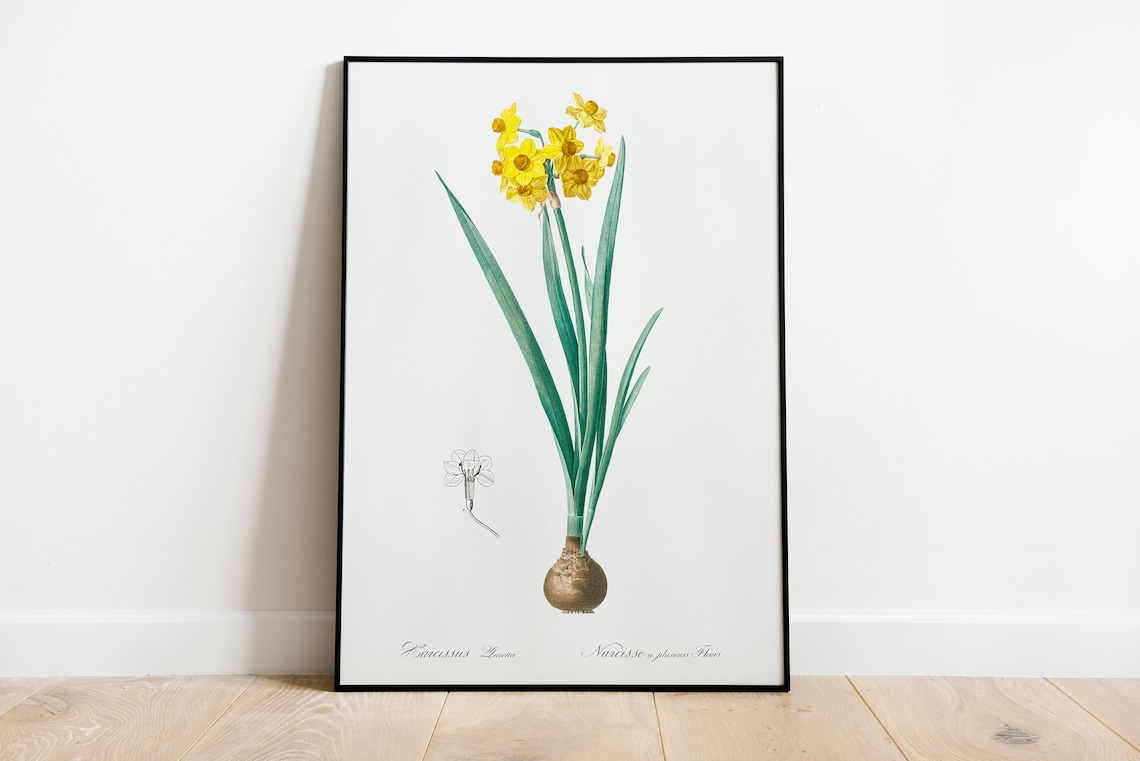 Yellow Daffodil Narcissus Vintage Botanical Illustration Poster