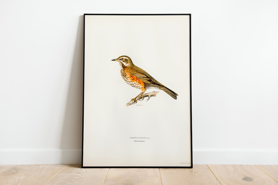 Redwing Bird Vintage Bird Nature Art Print