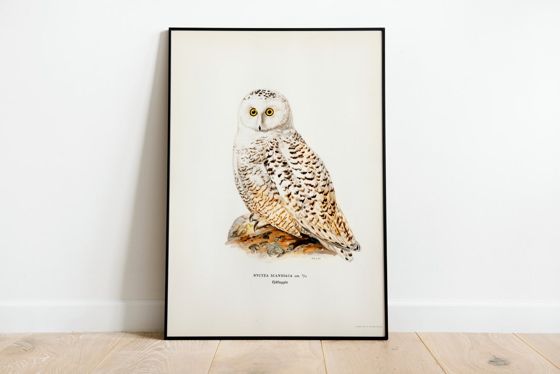 Snowy Owl Perched On Rock Vintage History Illustration Print