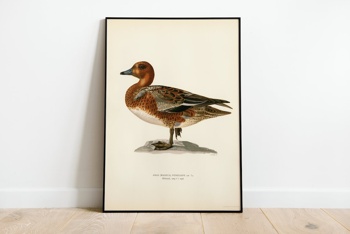 Wigeon Male Duck Vintage Bird Illustration Natural History Art Poster