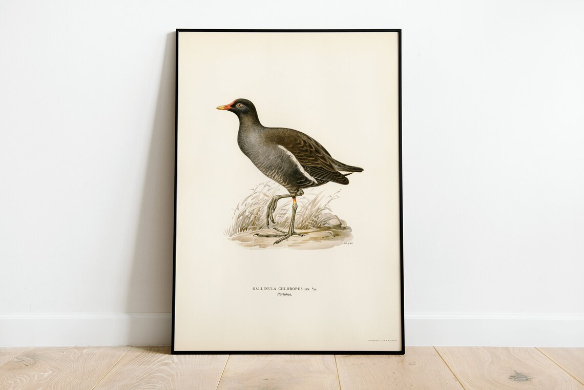Moorhen Bird Vintage Nature Art Print Poster
