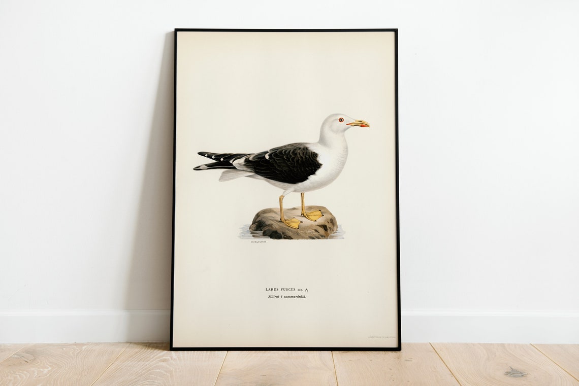 Lesser Black Backed Gull Vintage Bird Illustration Art Poster