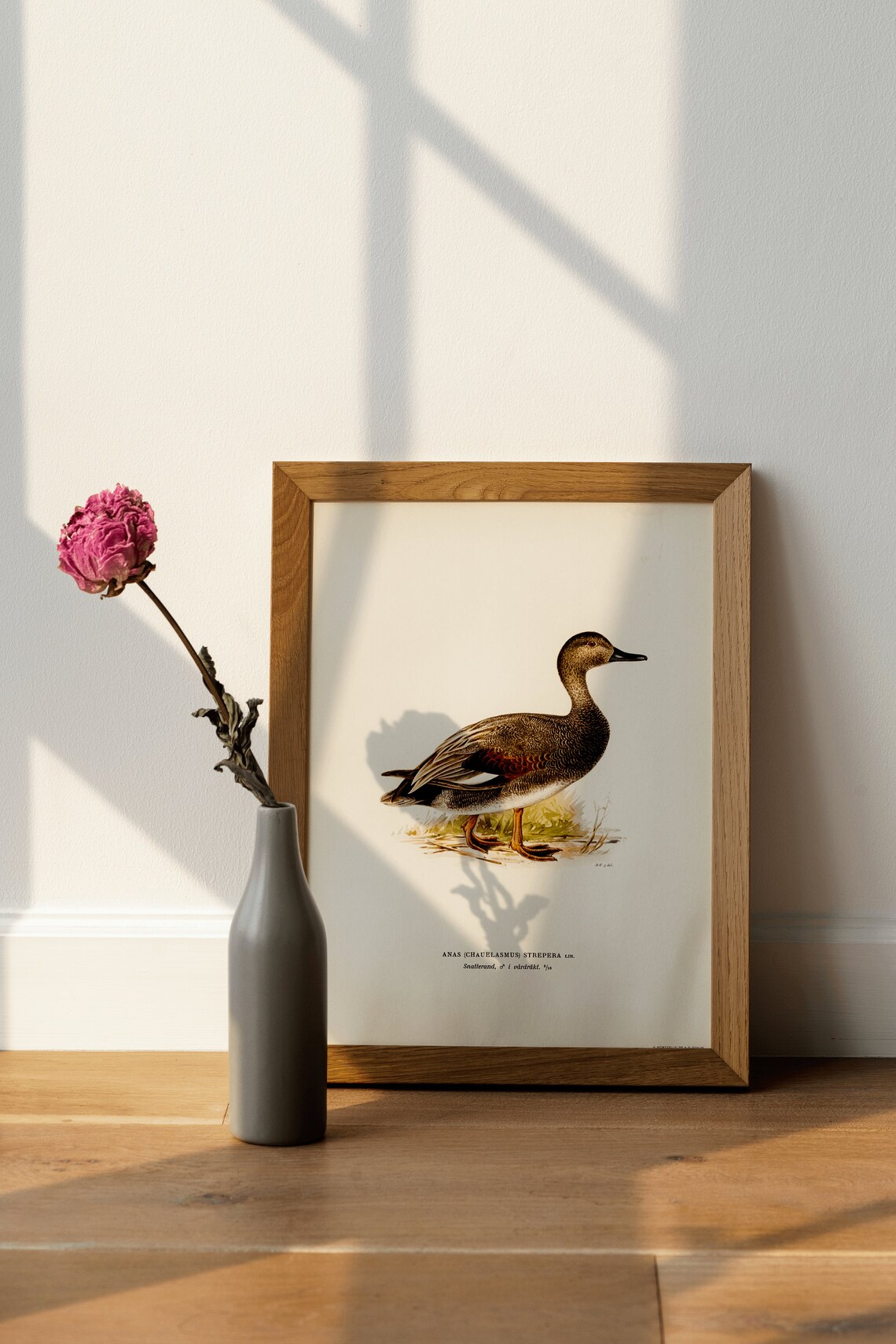 Gadwall Duck Wild Waterfowl Vintage Bird Illustration Poster - Image 4