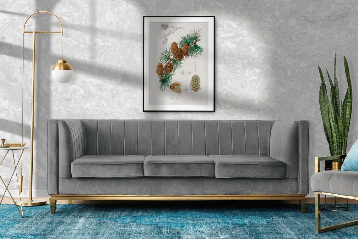 Pinus Laricio Pine Cones Vintage Botanical Illustration Wall Poster - Image 2