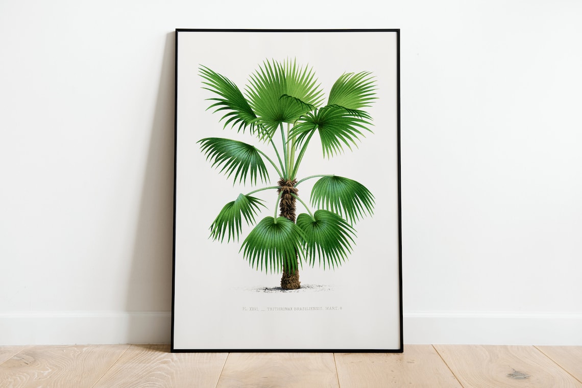 Trithrinax Brasiliensis Palm Vintage Botanical Illustration Poster