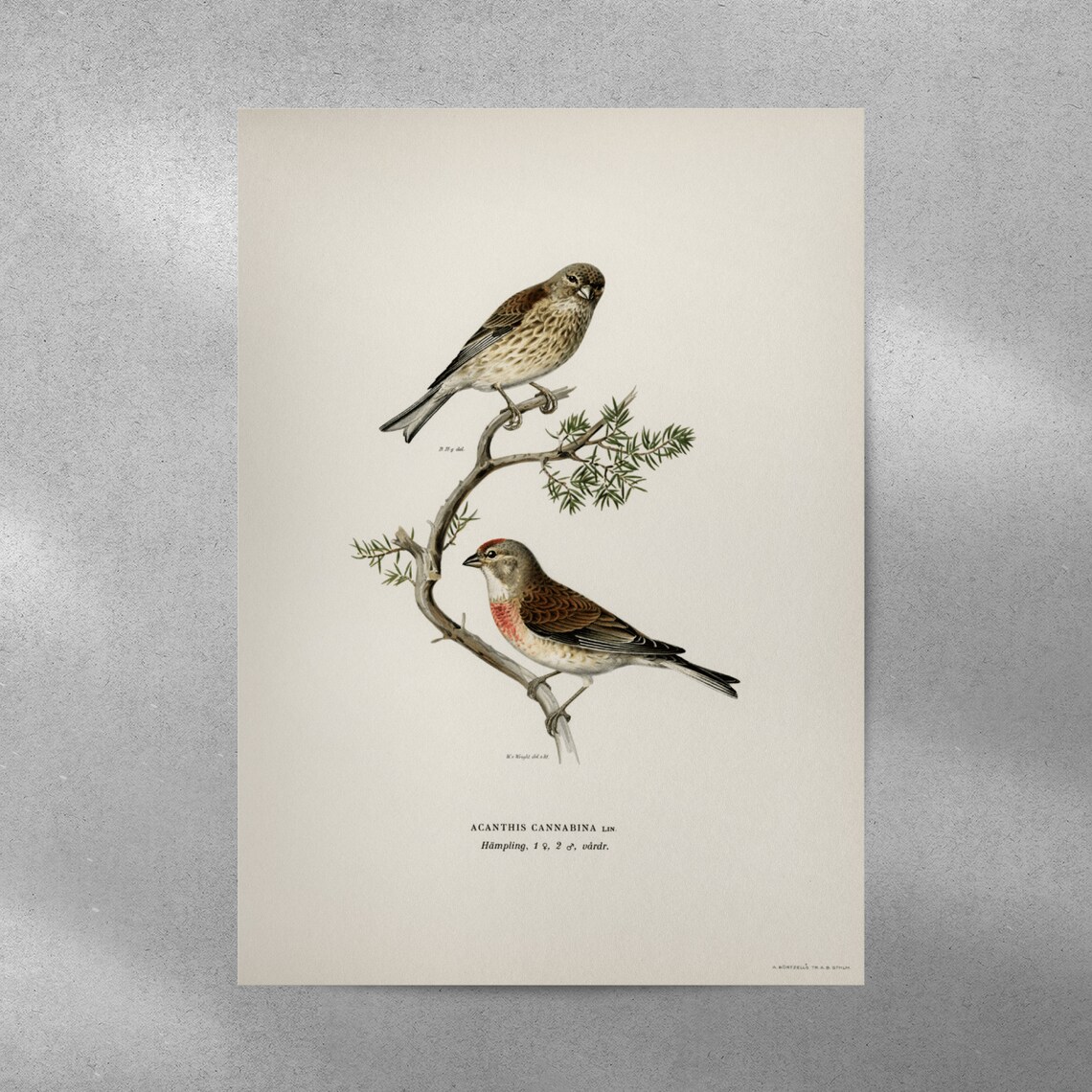 Linnet Bird Vintage Nature Art Print Poster - Image 4