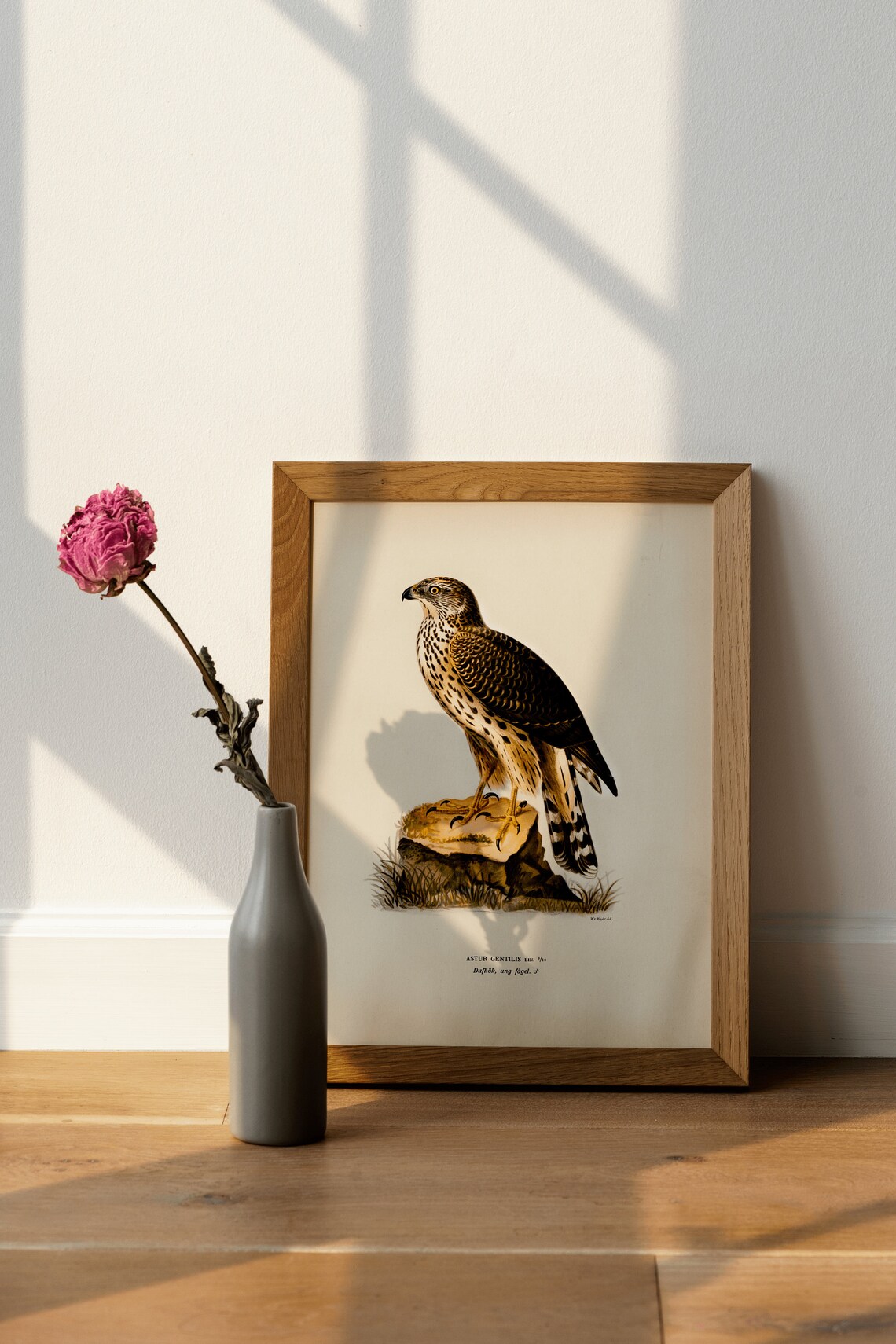 Goshawk Male Bird of Prey Vintage Nature Poster - Image 4