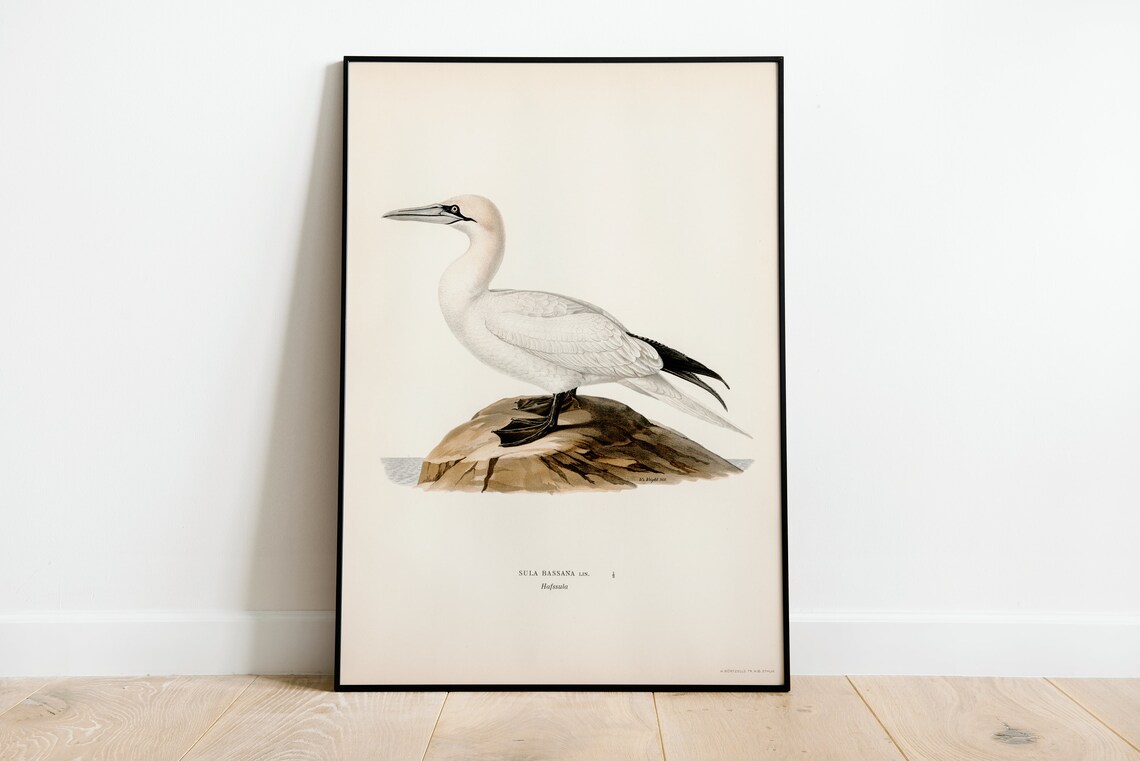 Northern Gannet Vintage Nature Bird Art Print Poster