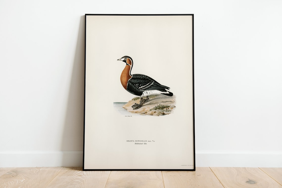 Red-Breasted Goose Branta Ruficollis Vintage Bird Illustration Poster