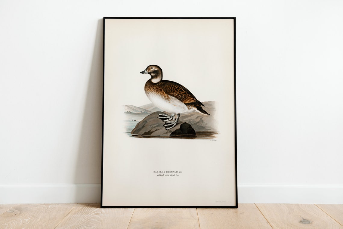 Long-Tailed Duck Vintage Ornithology Bird Illustration Print