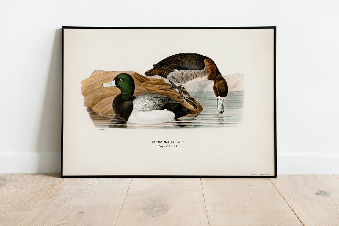 Greater Scaup Ducks Vintage Ornithology Illustration Art Print