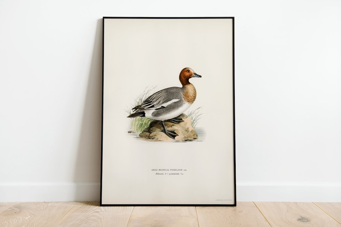 Wigeon Duck Bird Vintage Nature Art Print