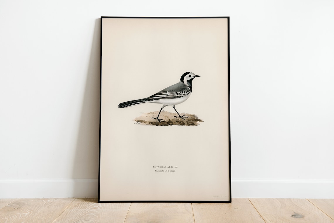 Pied Wagtail Male Bird Vintage Nature Art Print