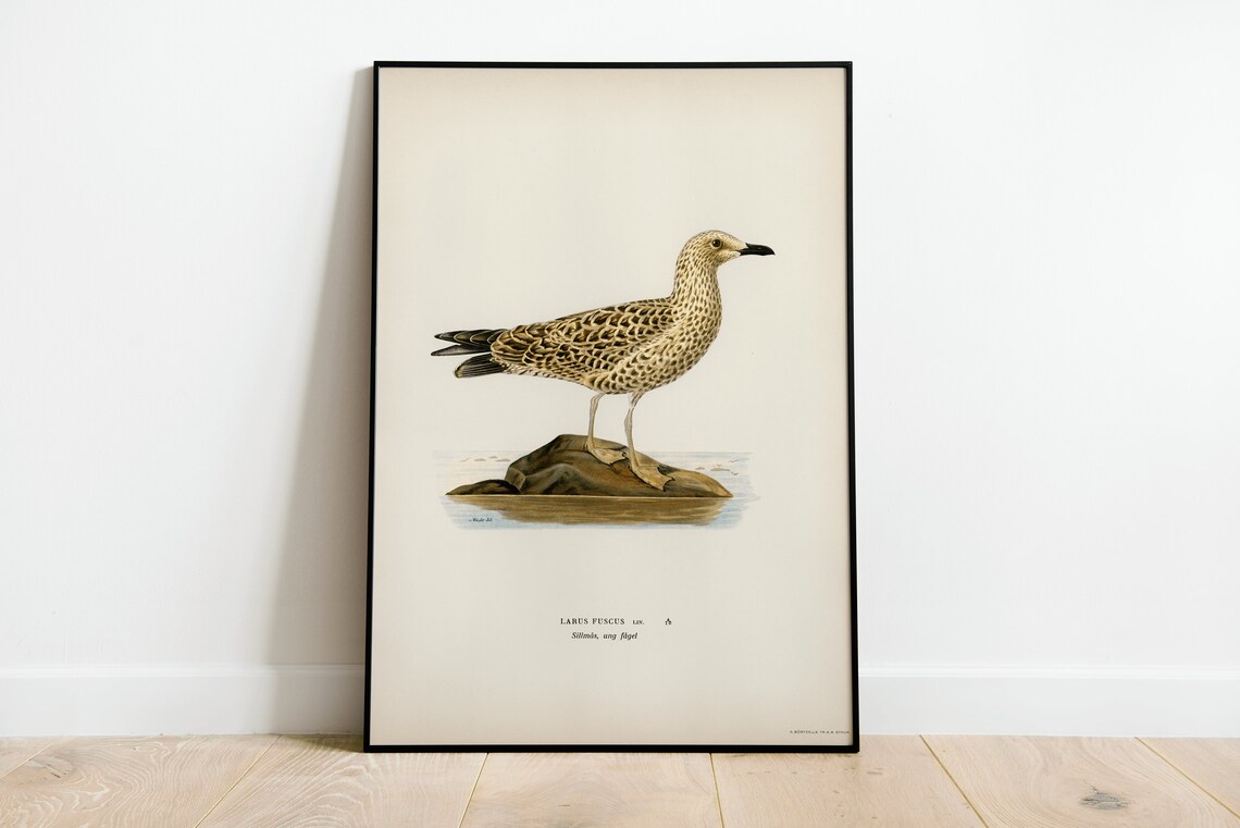 Lesser Black Backed Gull Seabird Vintage Bird Illustration Poster