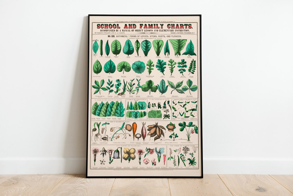 Vintage Botanical Chart Leaves Stems Roots Flowers School Poster