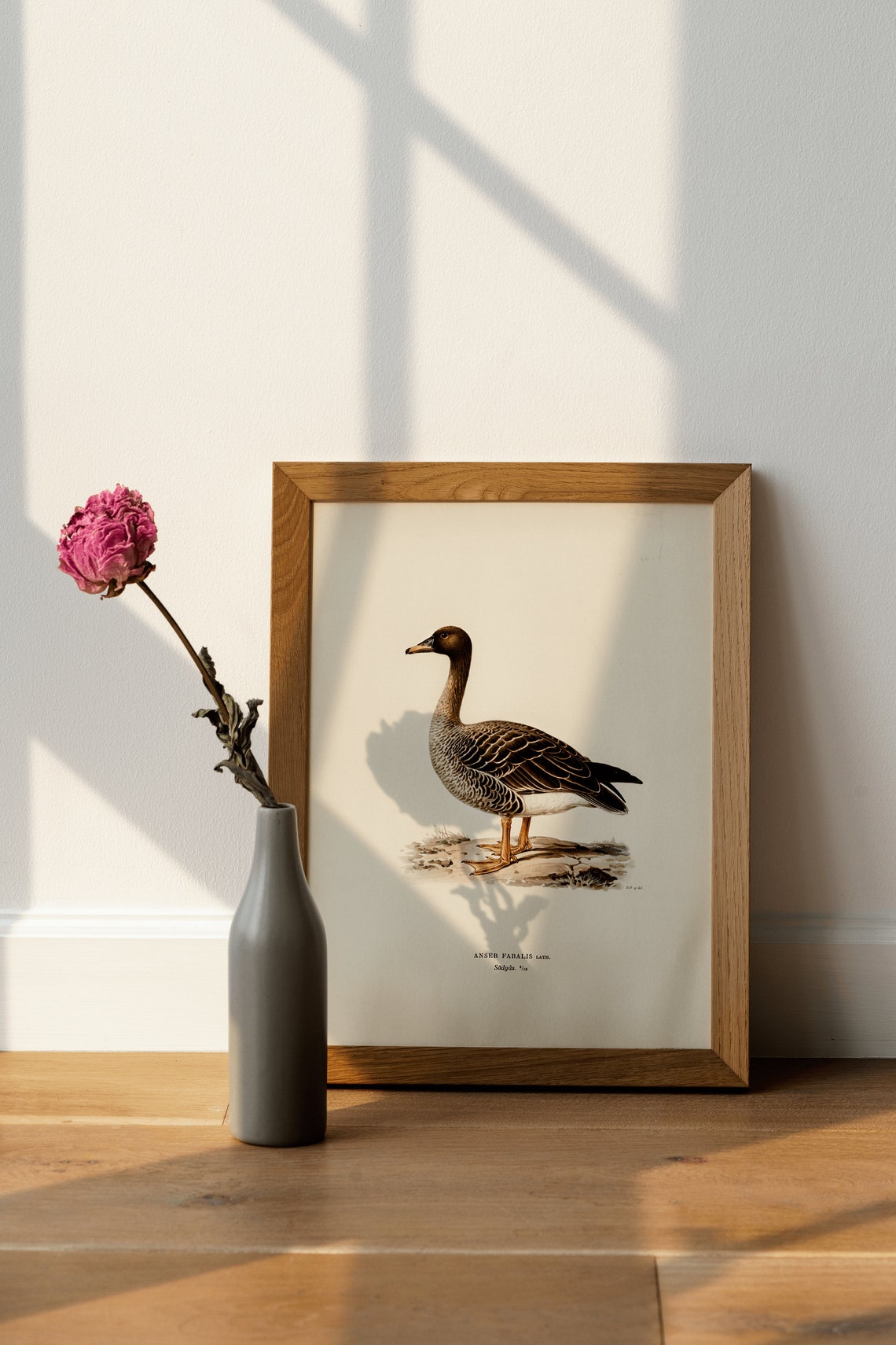 Bean Goose Wild Goose Vintage Bird Illustration Archival Poster - Image 4