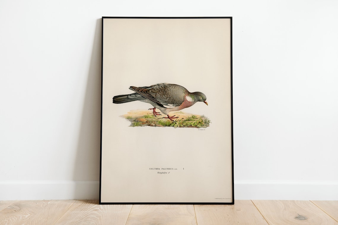 Wood Pigeon Male Bird Vintage Nature Art Print