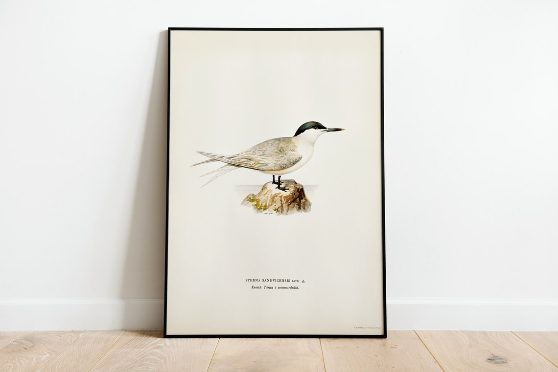 Sandwich Tern Vintage Swedish Ornithology Bird Illustration Poster