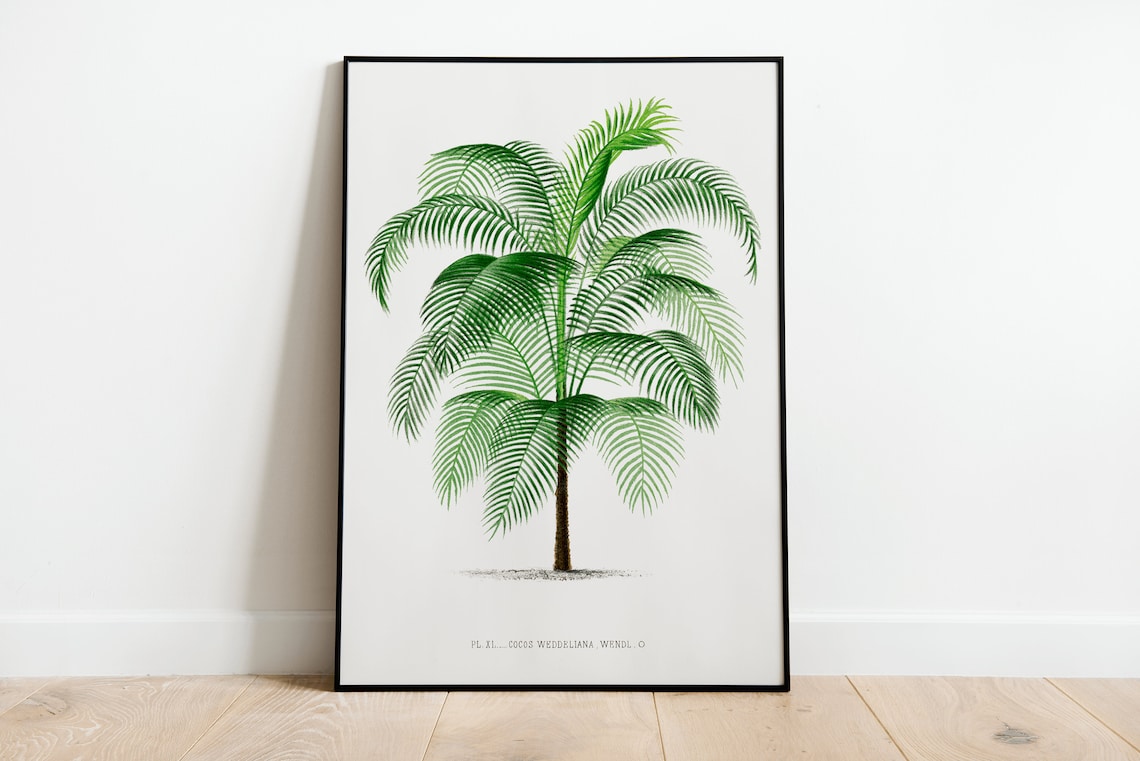 Vintage Palm Tree Botanical Illustration Cocos Weddeliana Art Print