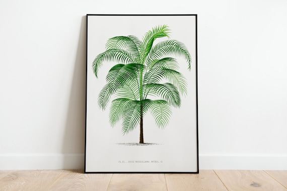 Vintage Palm Tree Illustration Wall Art Print Poster A3 A4 A5 High Quality Classic Photo Gift Flowers Home Decor Art Deco Tropical