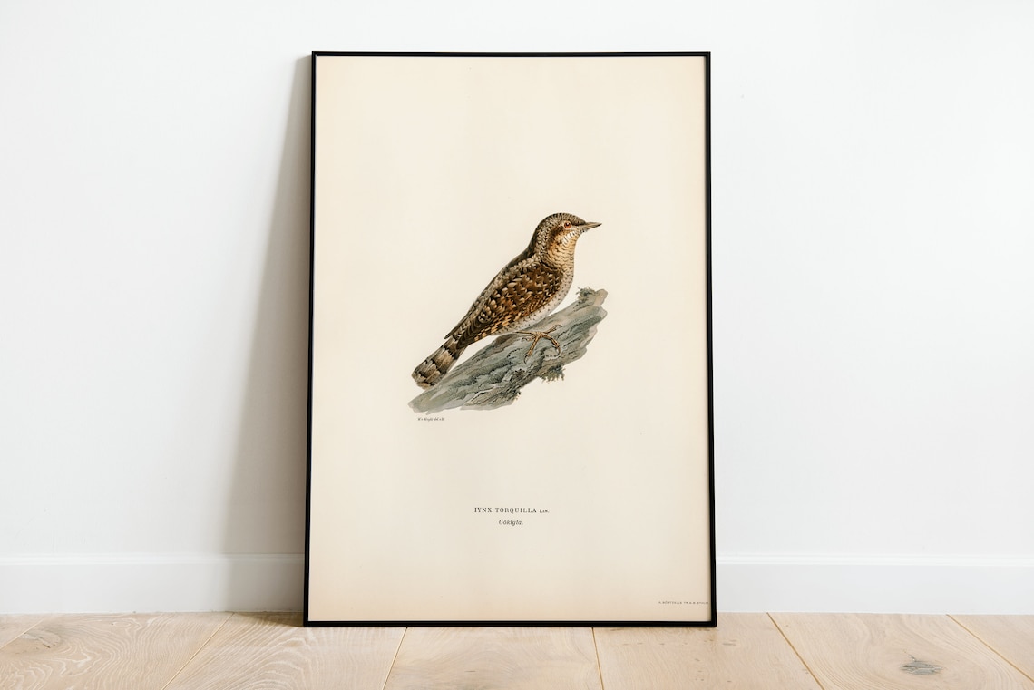 Wryneck Bird Vintage Nature Art Print Poster
