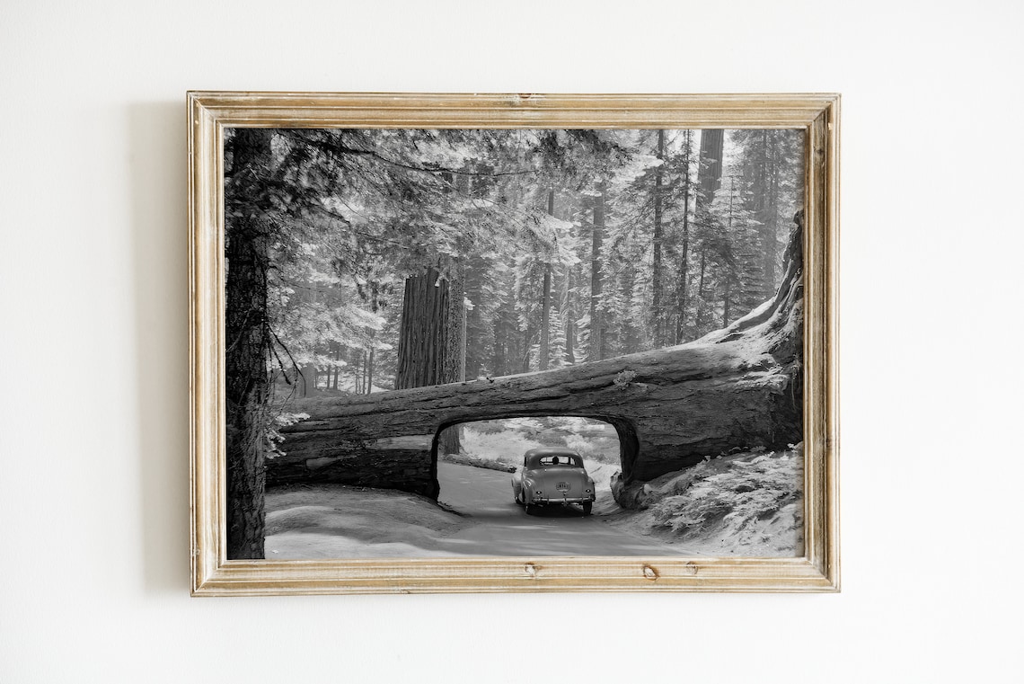 Vintage Car Driving Through Fallen Sequoia Log Tunnel Black White Poster - Image 3