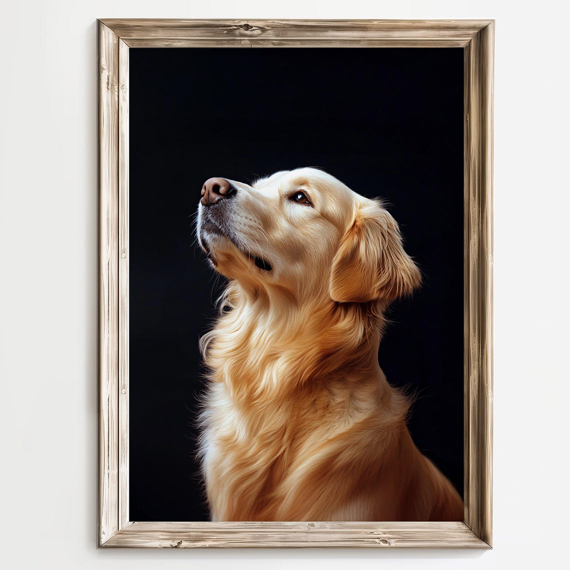 Golden Retriever Dog Portrait Against a Black Background Poster
