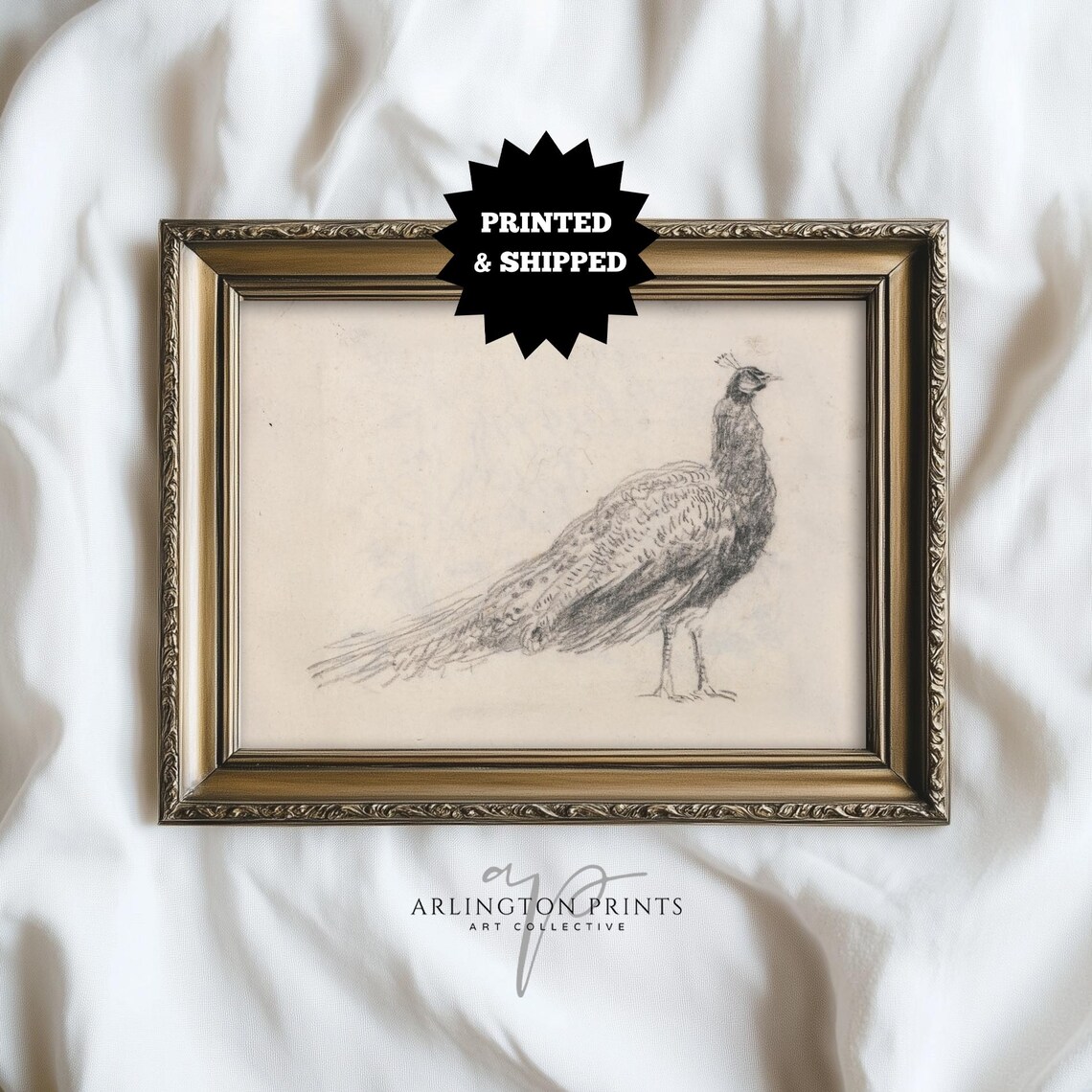 Vintage Bird Study Peacock Sketch, Rustic Farmhouse Art Print