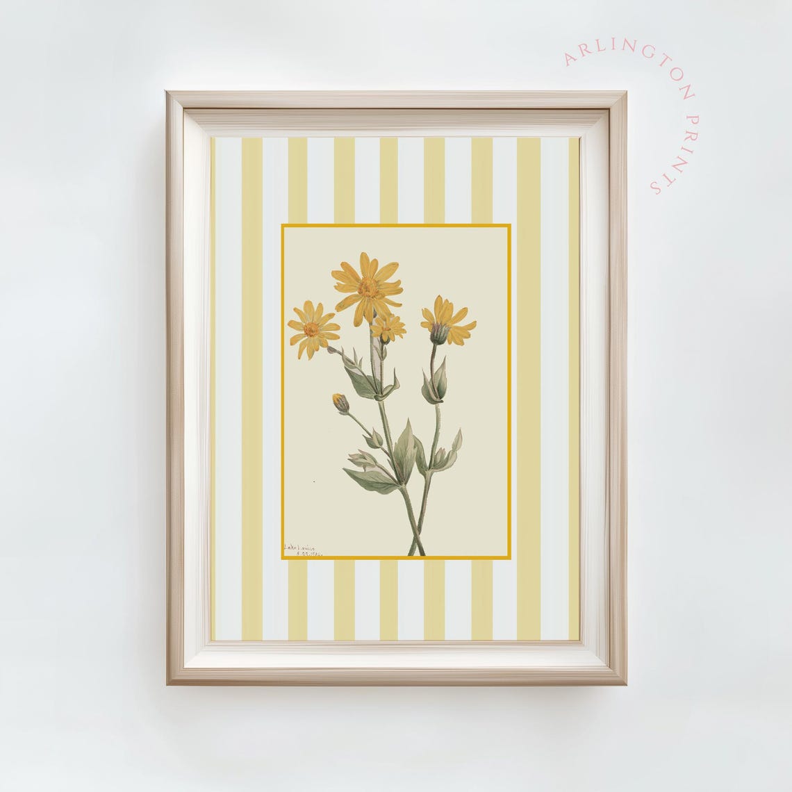 Yellow Daisy Botanical Sketch on Golden Stripes Farmhouse Poster - Image 2