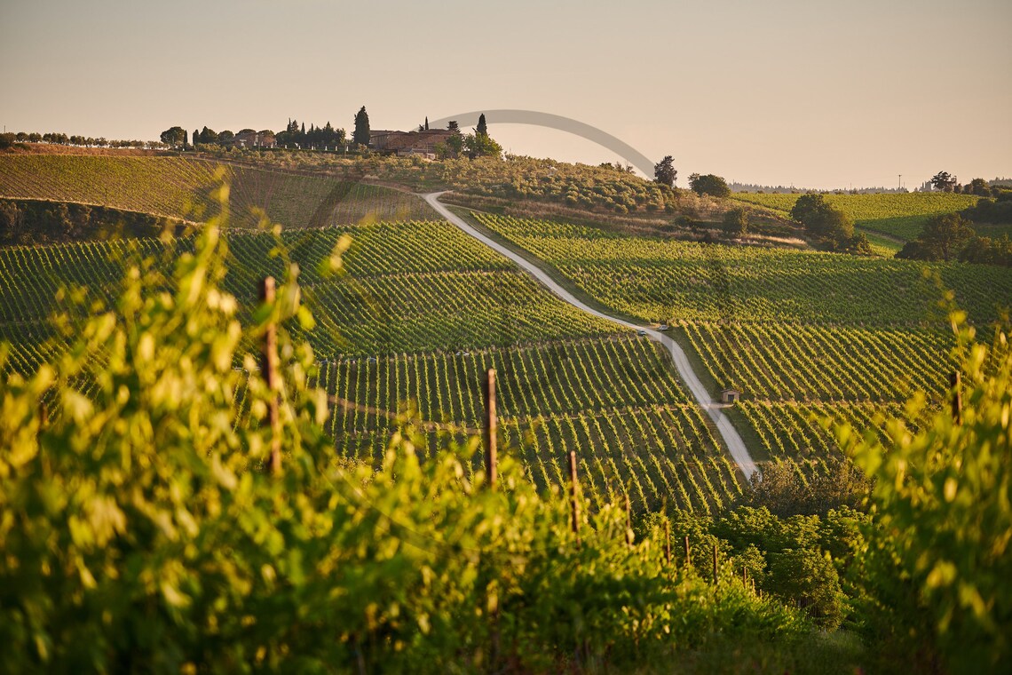 The Wine Vineyards Of Tuscany Central Italy Limited Edition Print Photography Fine Art Wall Art Exclusive Print Posters Photos - Image 3