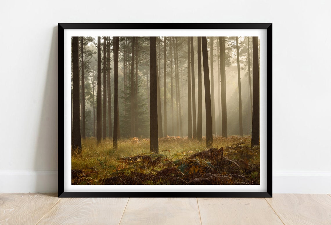Misty Bolderwood Pine Forest Sunbeams New Forest Hampshire Poster