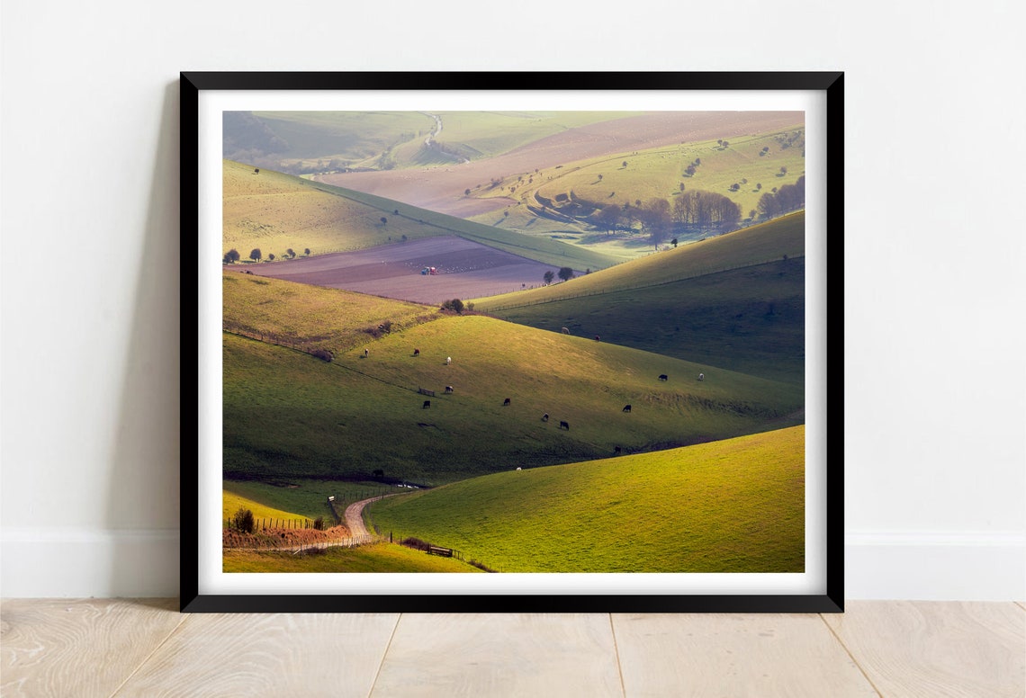 South Downs Rolling Green Hills And Grazing Cattle Herd Poster
