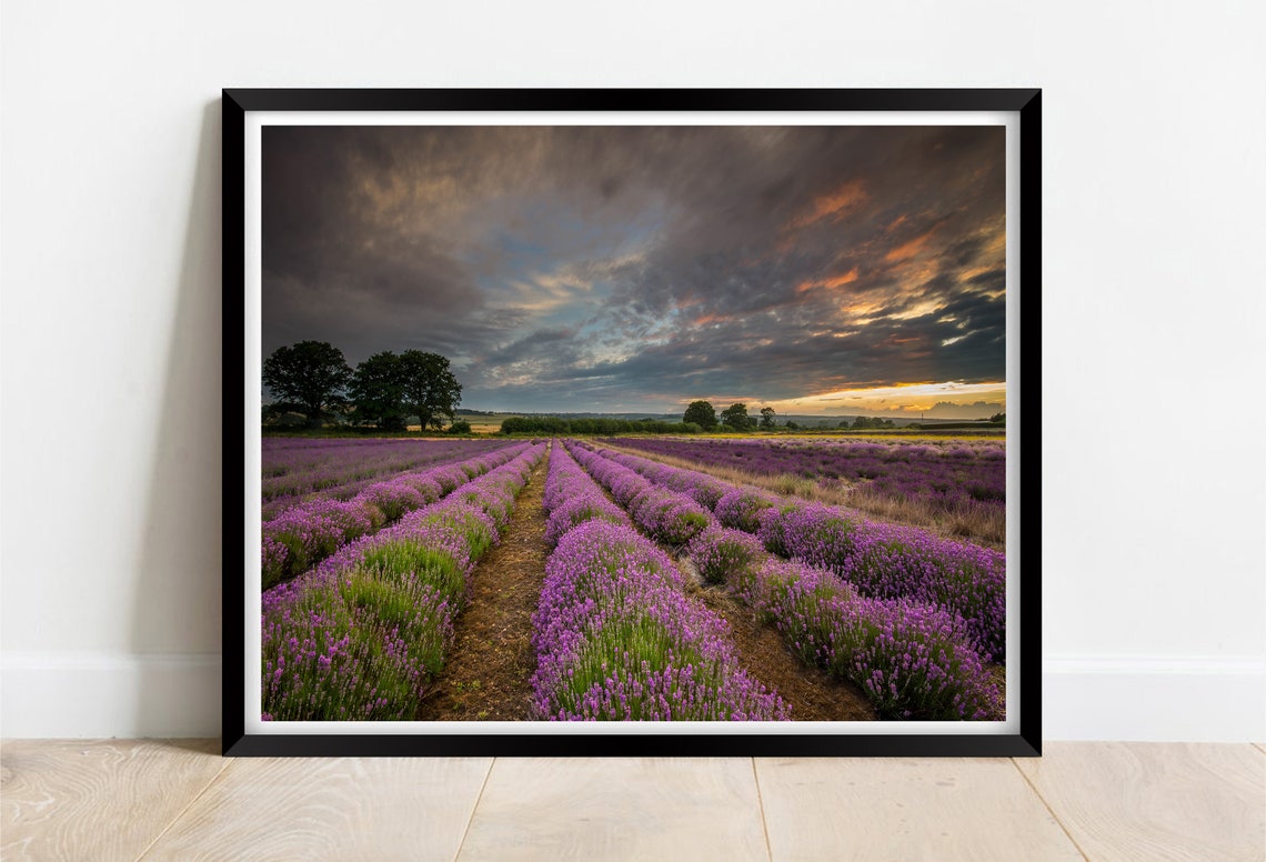 Purple Lavender Field Sunset Hampshire Rows Dramatic Sky Poster