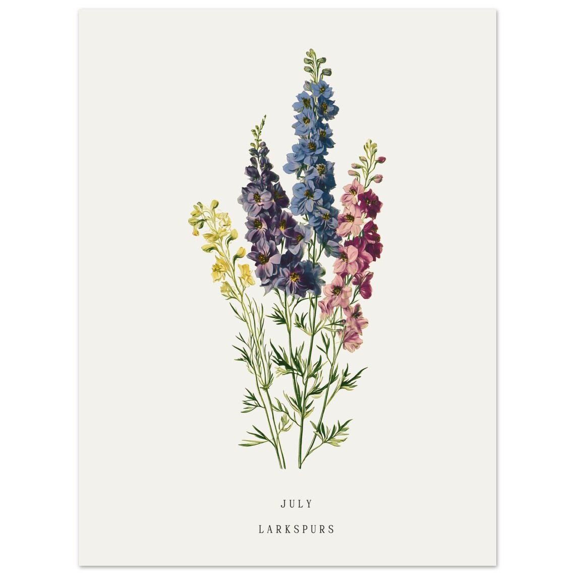 July Larkspur Birth Flower, Vintage Botanical Art Print