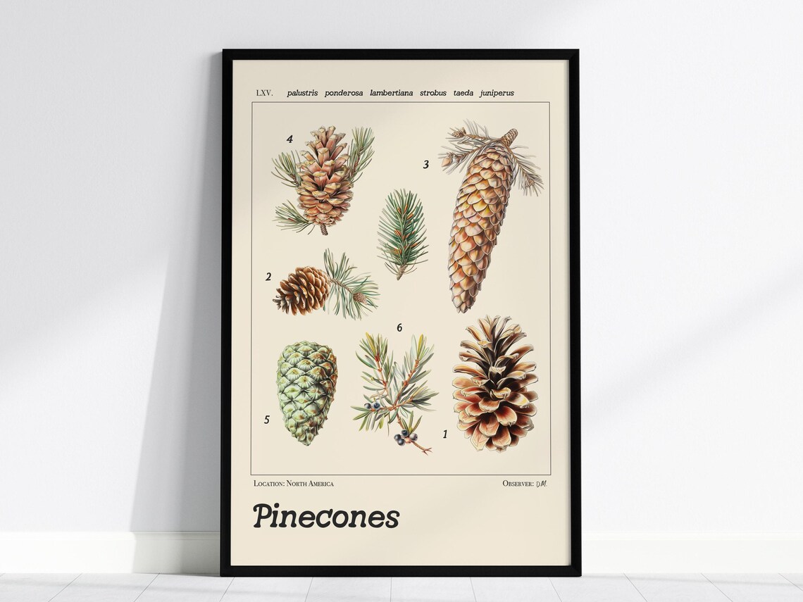 Pinecone Scientific Illustration Vintage Forest Art Print