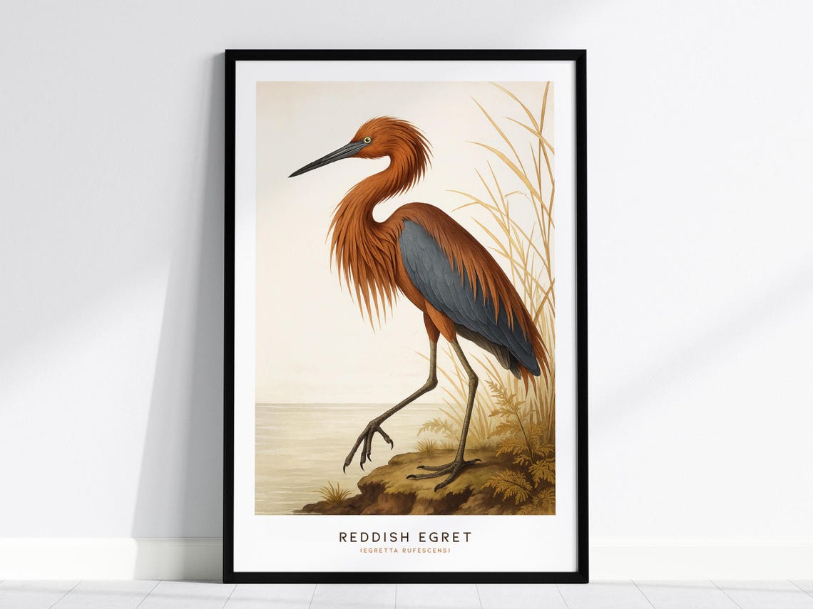 Reddish Egret Vintage Audubon Style Coastal Bird Naturalist Poster