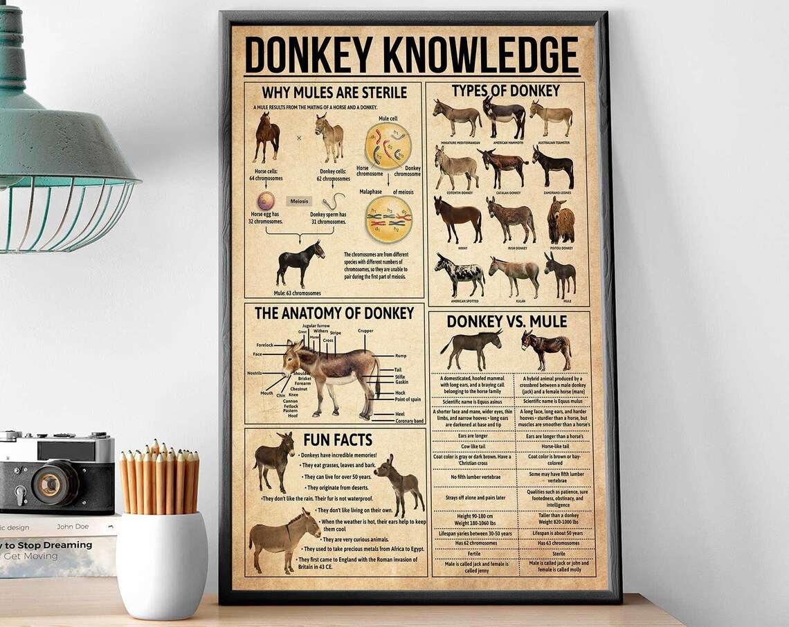 Donkey Knowledge Vintage Poster, Anatomy Of Donkey