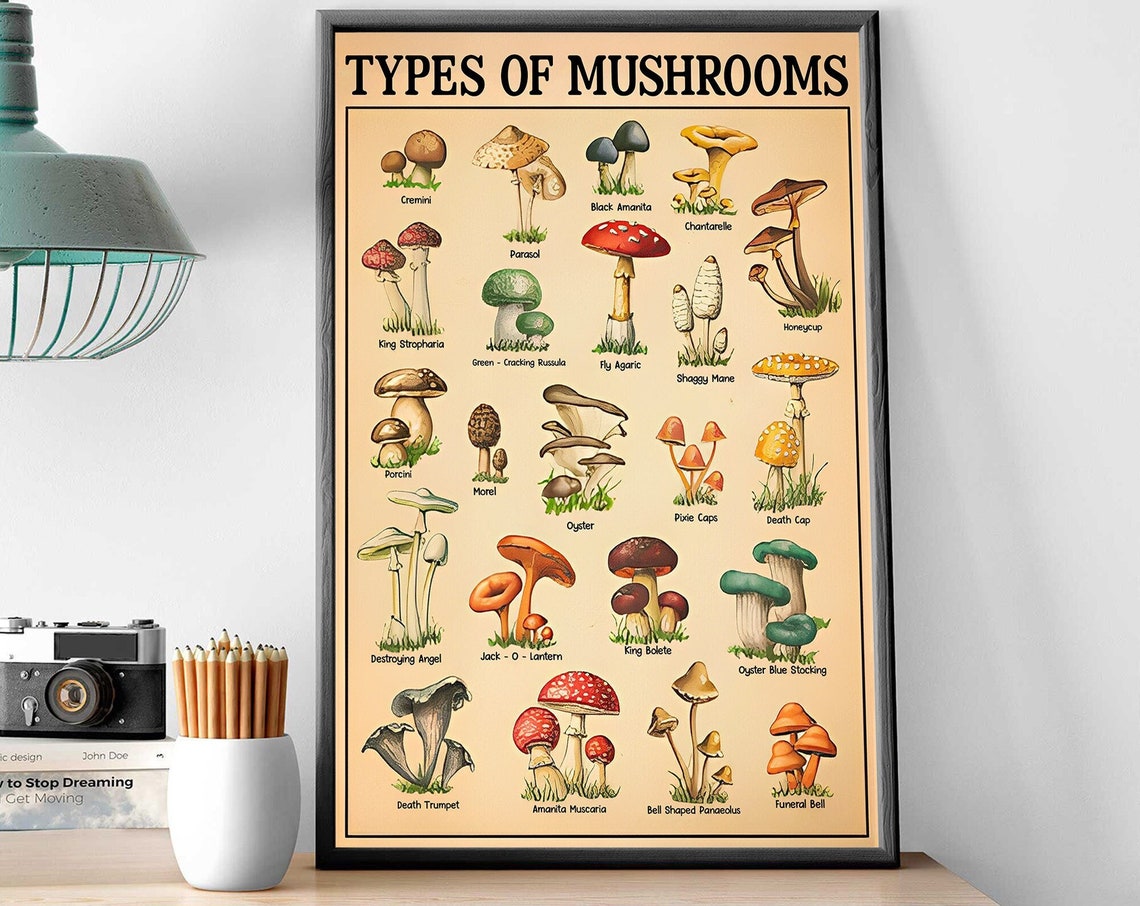 Types of Mushrooms Illustrated Identification Chart Wall Poster